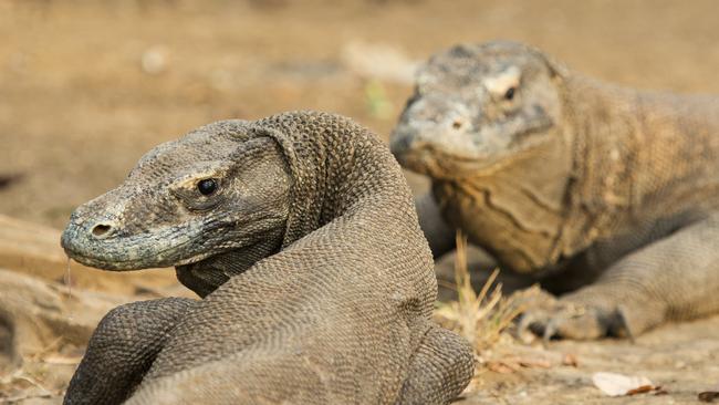 Komodo dragon in Komodo National Park, Indonesia.