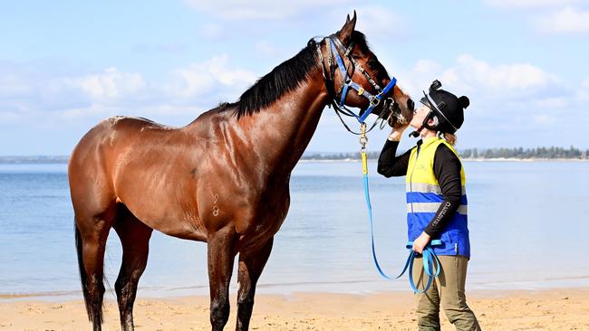 Overpass with horse handler Bobbie Staveley, takes to the water ahead of this weekend’&#149;s, The Everest. Picture: Jeremy Piper