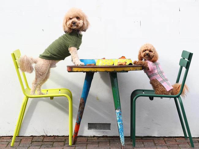 13.6.2018.Argo on the Parade is now keeping their four-legged customers happy, serving up "puppacinos" for dogs. The cafe is also about to launch a new menu just for pooches.Dominique Fragnito - Kola (toy cavoodle) Menni Sfyrios - Leo (cavoodle) at Argo.        PIC TAIT SCHMAAL.