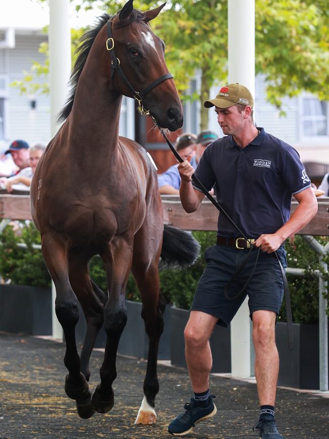 A colt by Trapeze Artist at the Inglis Classic Yearling Sale. Picture: Justin Lloyd