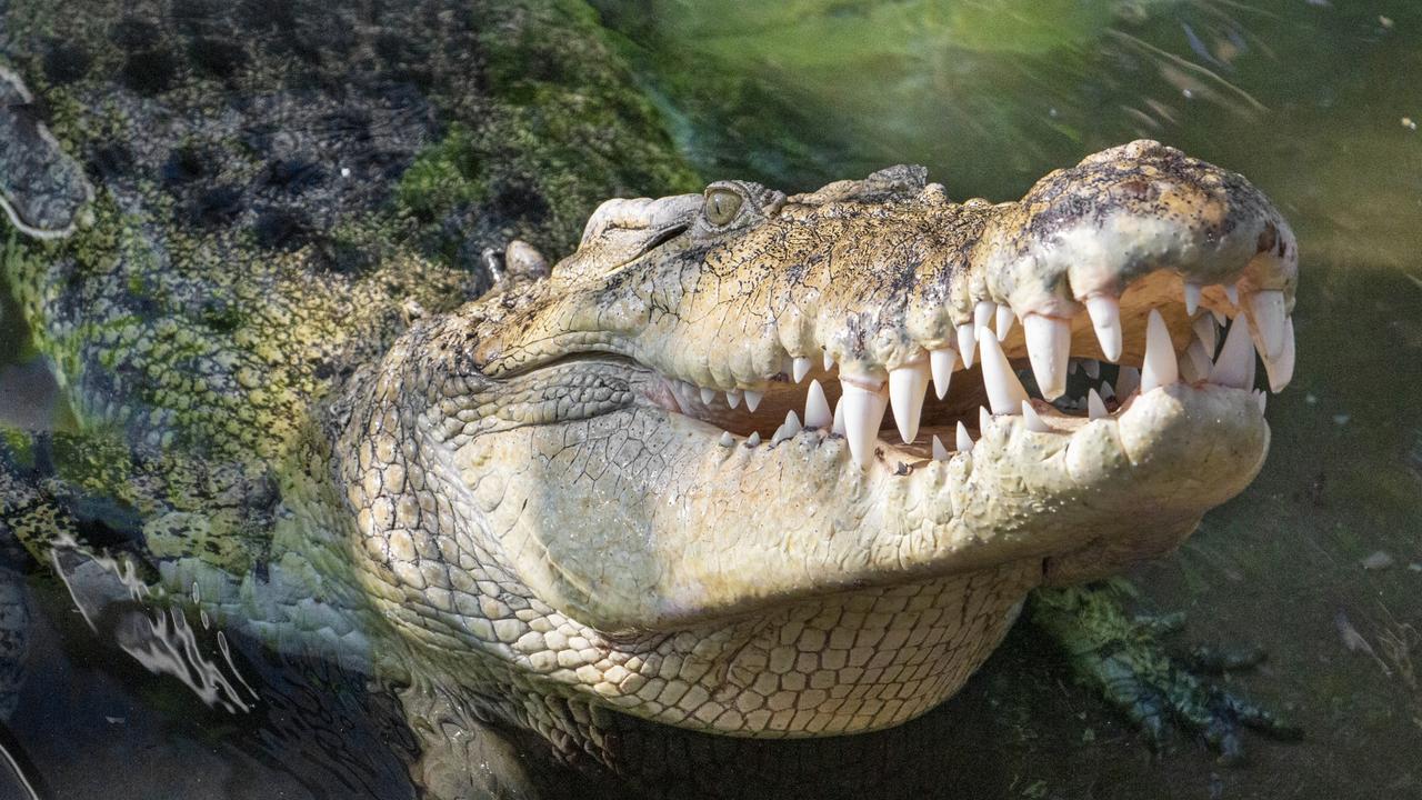 Crocodile Mauls Man And Kills His Dog | The Weekly Times