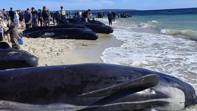 Wildlife rescuers have asked the public to stay away while they attempt to rescue the pilot whales stranded on a beach in WA’s southwest. Picture: Facebook