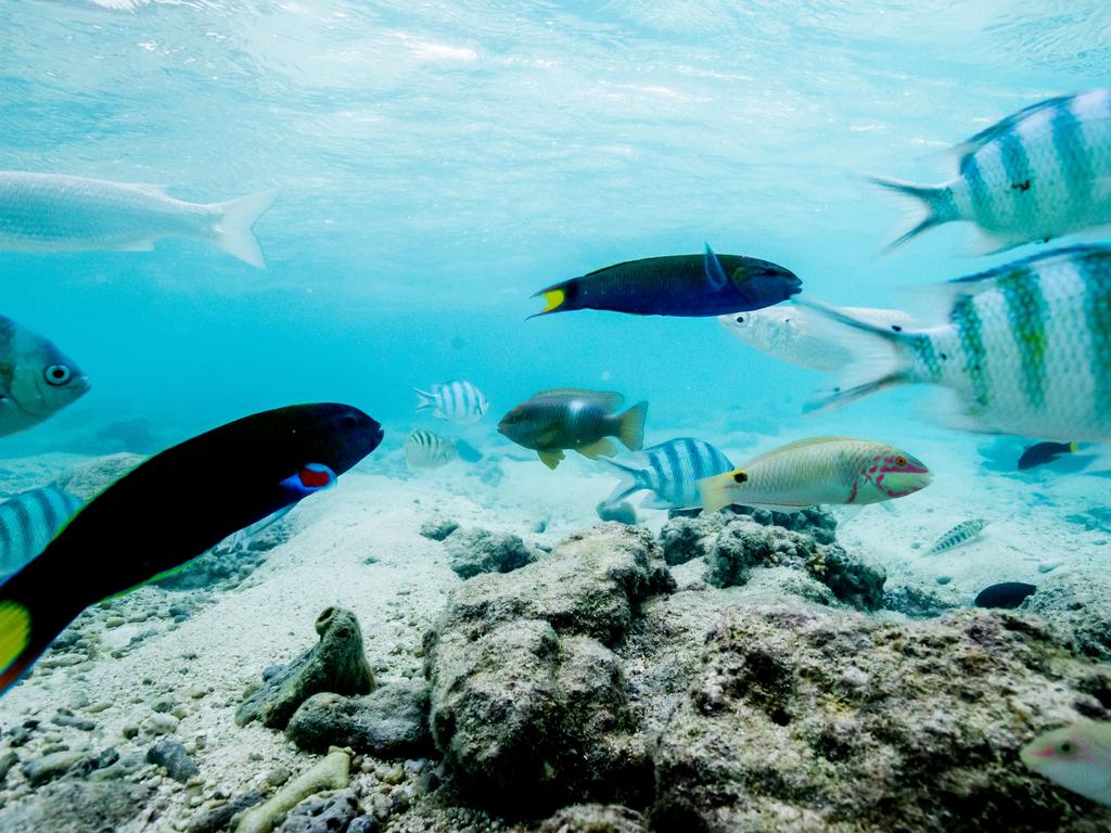 The Great Barrier Reef is filled with amazing coral and sea creatures. Picture: Luke Marsden.