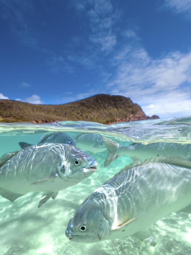 Friendly fish in waters off Ned’s Beach. Picture: Destination NSW