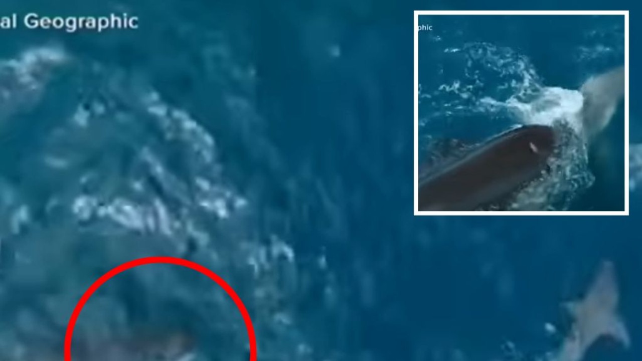 Video: Orca, büyük beyaz köpekbalığına saldırıyor: daha önce hiç görülmemiş görüntüler