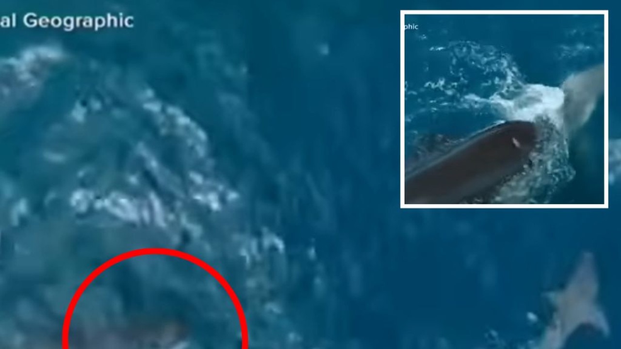 Orca attacking great white shark video: Never before seen footage | NT News