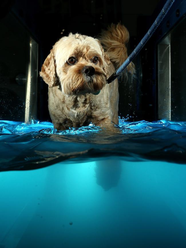 Oscar on the hydrotherapy treadmill.