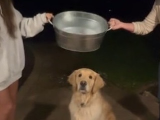 People have uploaded videos of themselves pouring water and ice on their pets. Picture: TikTok