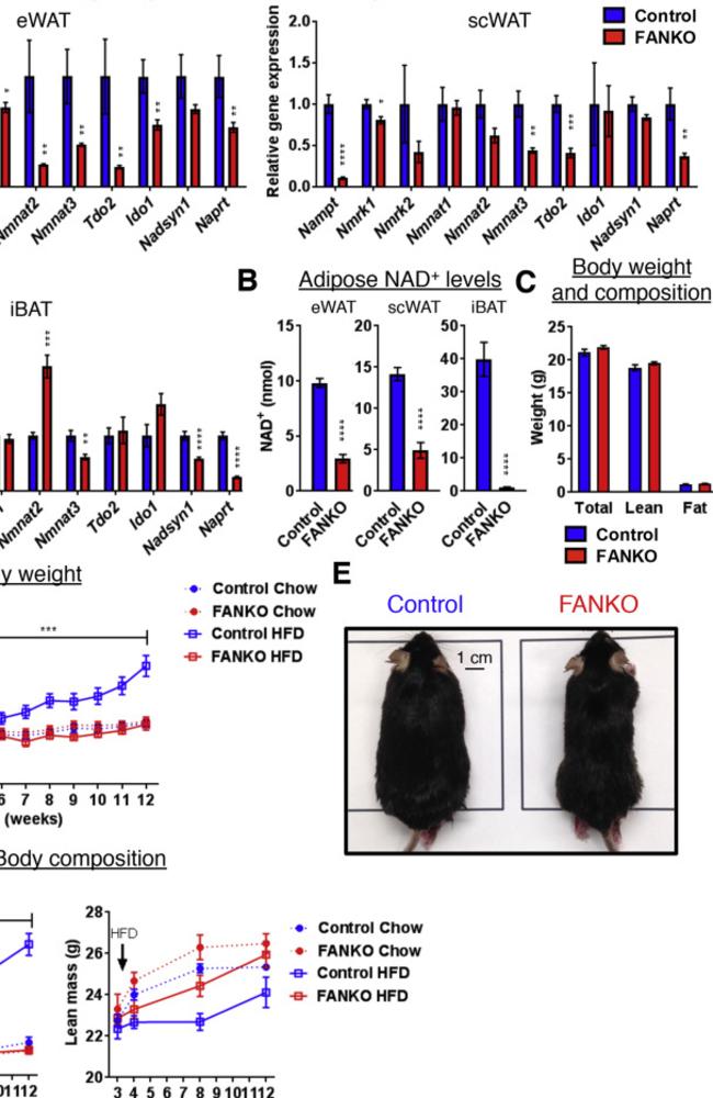 NAMPT enzyme: How mouse stayed thin on ‘burger and pizza diet’ | news ...