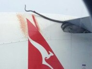 This snake hitched a ride on a QANTAS flight from Cairns to Port Moresby in PNG.