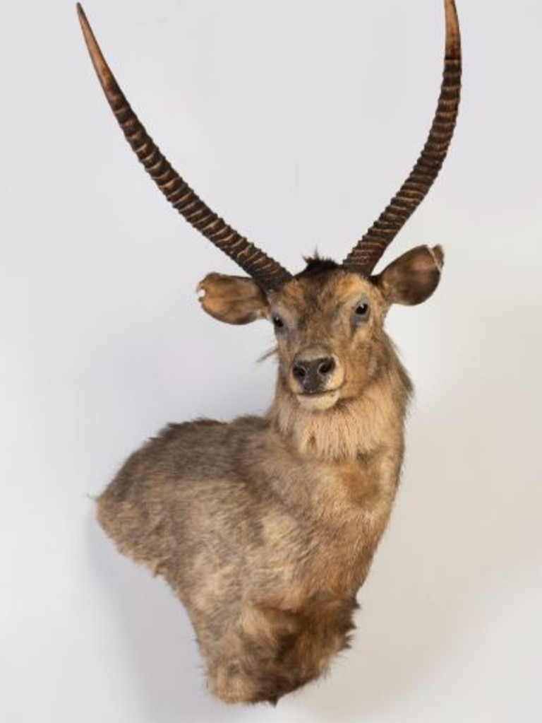 Or a mounted deer head with gazelle horns. Picture: Gibson’s Auctioneers