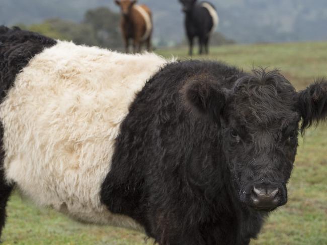 NEWS: Warialda Belted Galloway BeefWarialda Belted Galloway Beef  have moved all their sales online in response to coronavirus. They are one of many farmers and market managers who have set up online shops through Open Food Network in the past week, and have received heaps of orders. Making first meat-box deliveries today.Pictured: Belted Galloway weaners.PICTURE: ZOE PHILLIPS