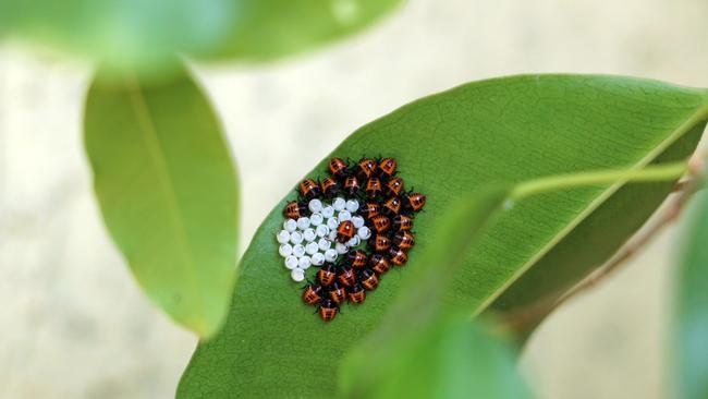 The brown marmorated stink bug has established itself in parts of North America and Australia authorities are desperate to avoid that happening here. Picture:iStock