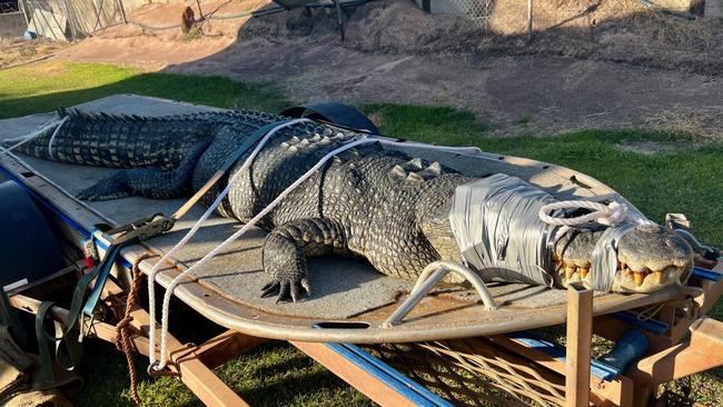 4.5m croc caught in the Elizabeth River in June. Picture: Supplied