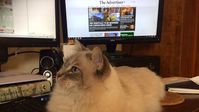 Aristotle the ragdoll makes for an interesting mousepad. Picture: Anne Denny