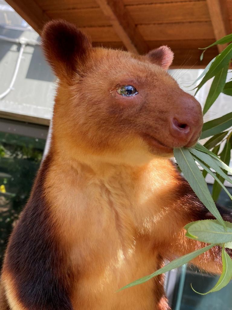 Kofi enjoys munching on mulberry and willow trees. Picture: Supplied