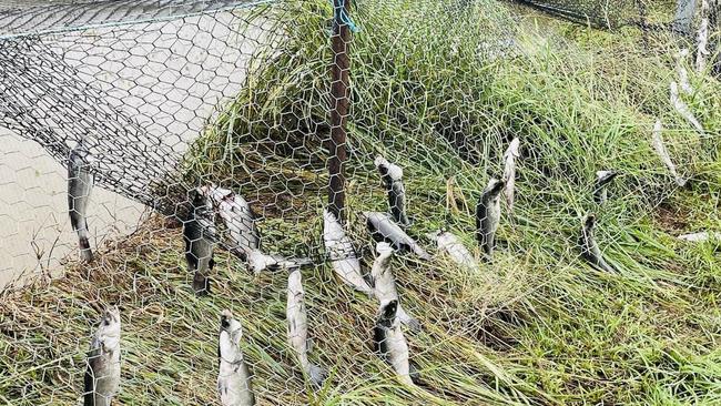 Over 70,000 barramundi and 50,000 red claw were lost in the floodwaters of the Barron River. Photo: Supplied