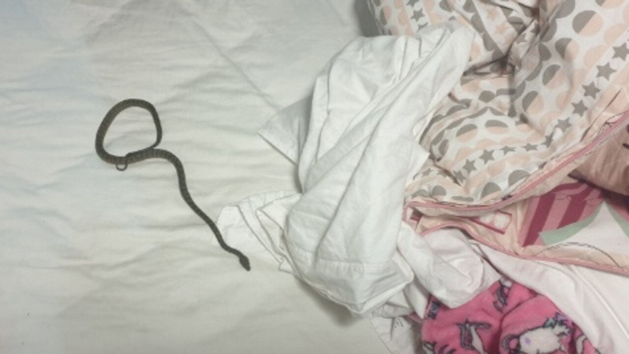 A snake was found under the covers in a little girl's bed at Cedar Creek. Picture: Brisbane North Snake Catchers and Relocation