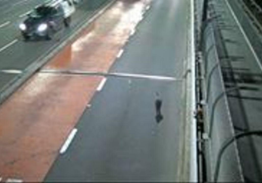 Footage Shows Wallaby Fleeing Cars on Sydney Harbour Bridge. Credit - Melinda Pavey via Storyful