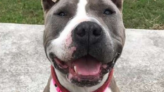 Dolly, who was well-loved by volunteers and judged to be people-friendly, was put down after an altercation with another dog. 