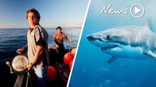 Sharks in NSW: What researchers have learned