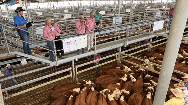 Selling action during day four at the Wodonga weaner sales where whiteface and coloured cattle were on offer.