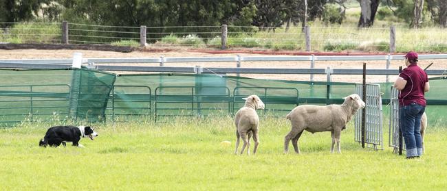 Lynelle Fisher and Gibsons Linc compete in the sheep dog trial on day 3 of the Toowoomba Royal Show. Sunday, March 27, 2022. Picture: Nev Madsen.