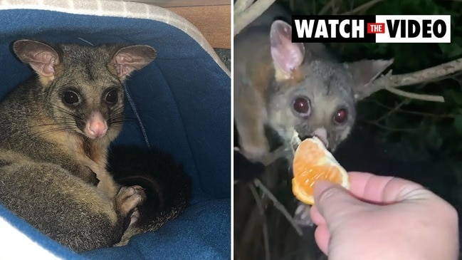 Kmart hack turns destructive possum into adorable pet