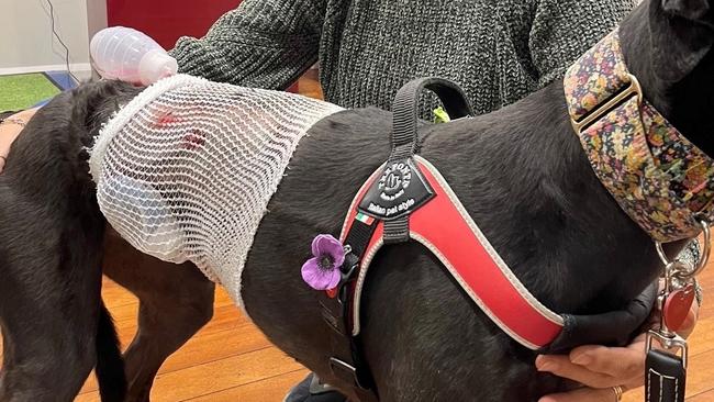 ‘I was screaming’: Toowoomba woman’s traumatic dog attack