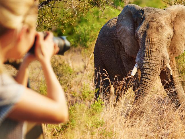 ESCAPE: Cropped shot of a female tourist taking photographs of elephants while on safarihttp://195.154.178.81/DATA/i_collage/pi/shoots/806259.jpg Picture: Istock