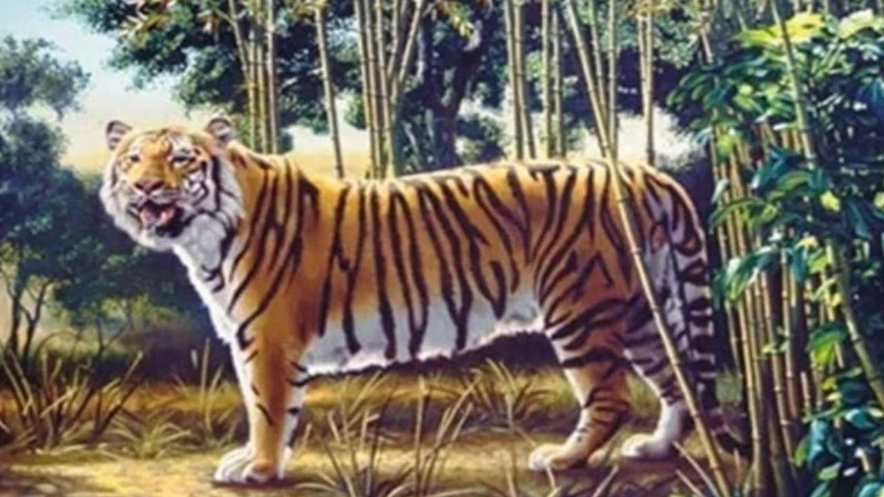 Optical Illusion: Can You Spot The Hidden Tiger? | The Courier Mail