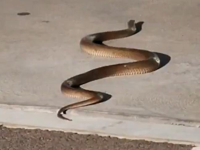 An eastern brown snake has been spotted in the carpark of ALDI at Adelaide Airport. Pics: 7News