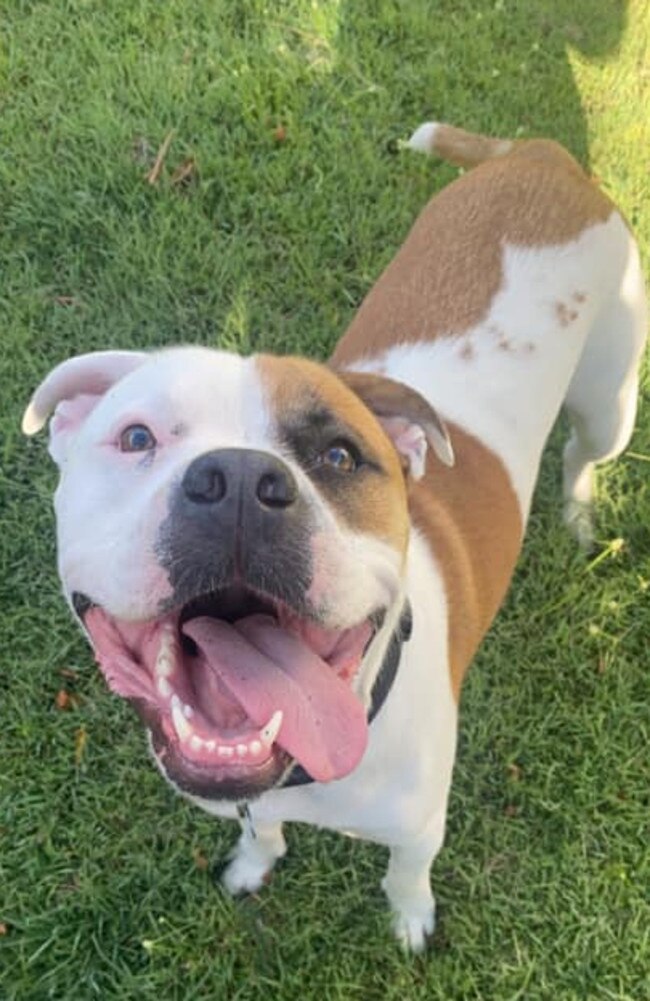 Matayo: Tori Candice's 2 and a half year old Staffy x Bull Mastiff