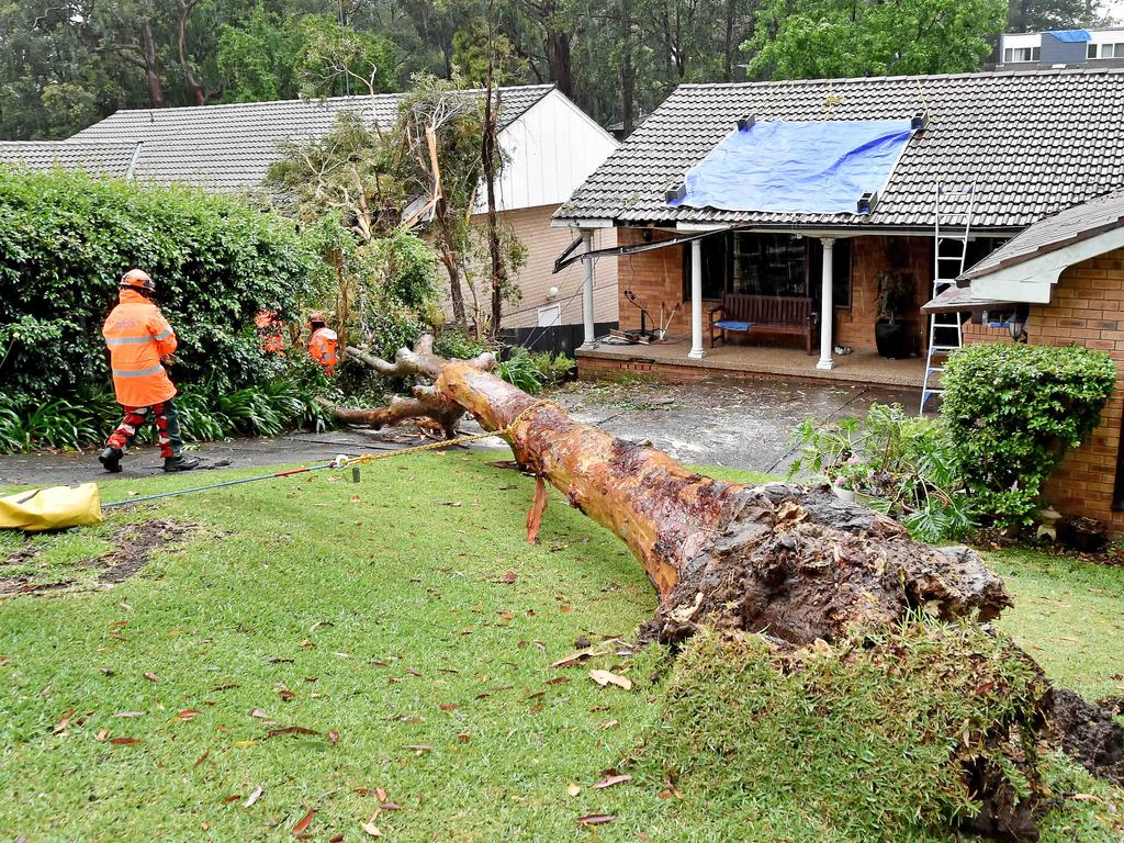 Hornsby SES volunteers work to remove a large gumtree that had fallen across two homes at Thornleigh on Wednesday. Picture: Troy Snook/AAP