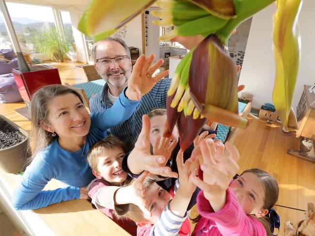 Stuart and Rosie Barry with their children Clockwise from left- Geoff, 8, Ali, 10, Lyn, 9 and Christian, 6 with their banana tree in the lounge room which is starting to bear fruit