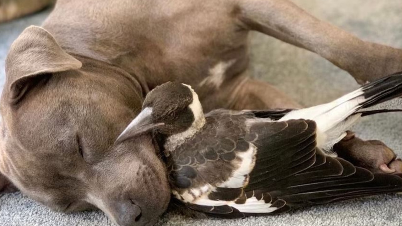 Photo from when Molly and Peggy first met. Picture: Instagram / @peggyandmolly