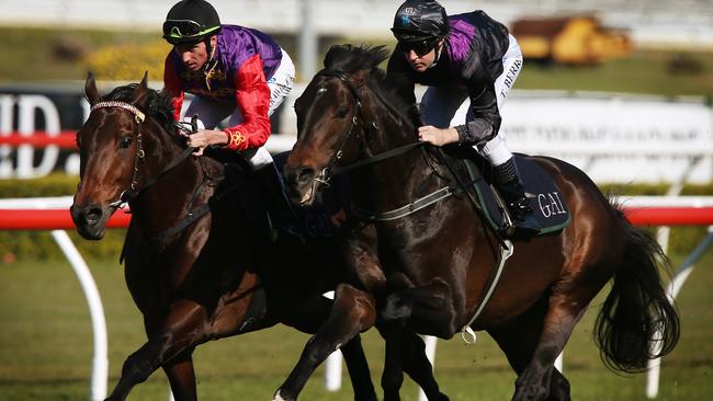 Carlton House in the royal colours gallops with Melbourne Cup winner Fiorente at Randwick.