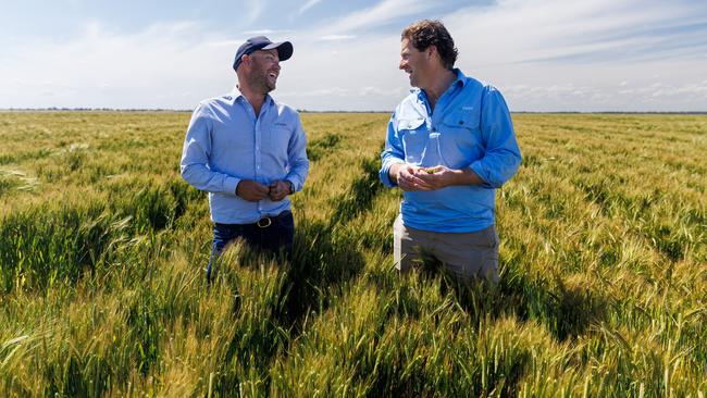 GoFarm’s Lake Boga general manager Tom Farmer with managing director Liam Lenaghan in a barley crop. Aaron Francis Photo