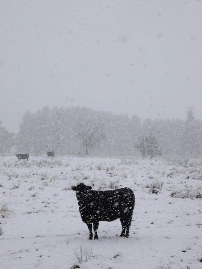 A cow chills in the chill at Oberon. Picture: Anthony Clark/Twitter