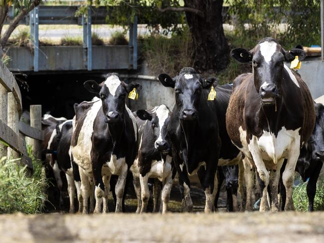 DAIRY: Stuart and Belinda Griffin at WestburyPICTURED: Generic farm. Dairy cows. Dairy. Holstien. Dairy underpass. Cattle crossing road. Stock Photo.Picture: Zoe Phillips