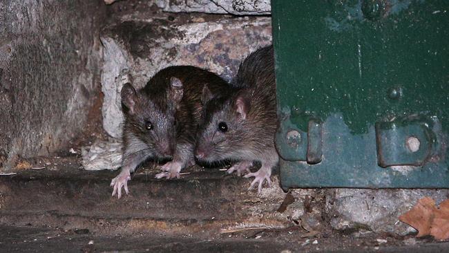 Pictured are rats in Surry Hills lane ways. Sydney City Council has a rat problem. Picture: Richard Dobson