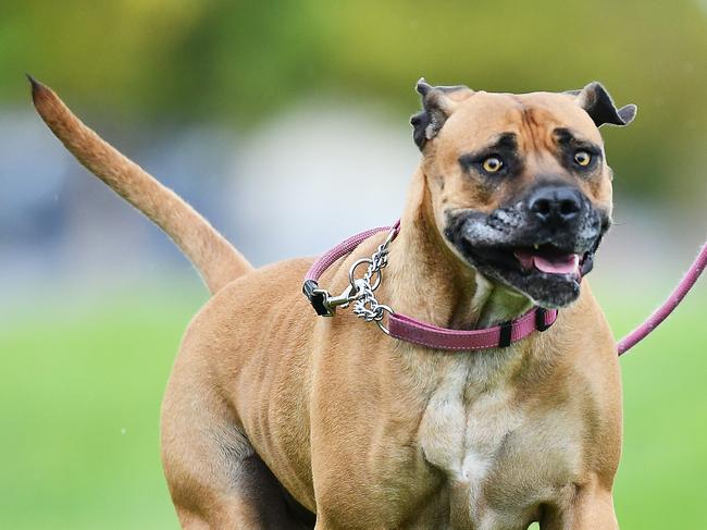 Zoe the 3.5 year old Bull Mastiff  at a park on Birdwood Terrace North Plympton Sunday July 12,2020.Picture Mark Brake