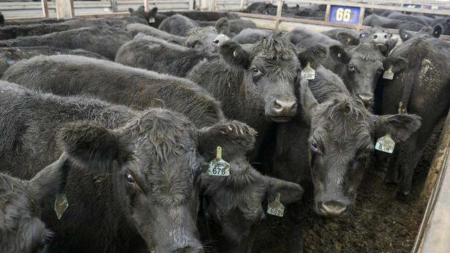 Off the boil: Pakenham was among the centres experiencing price falls with the average for the best pens of steer calves dropping by 15c/kg.