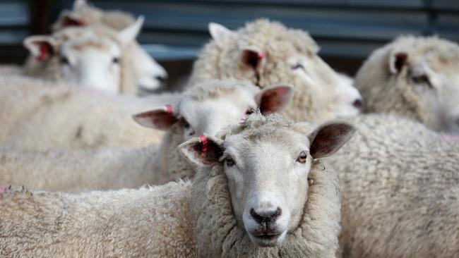 Sheep with electronic identification ear tags. Picture: Andy Rogers