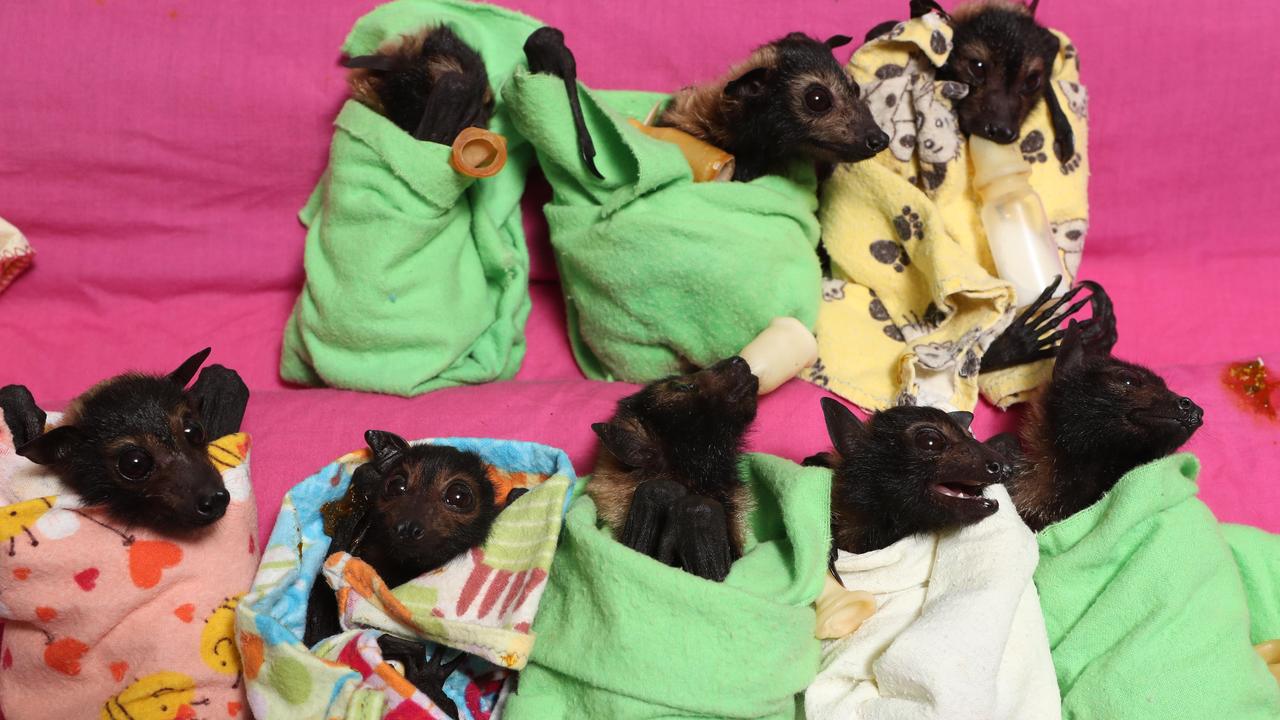 Spectacled flying foxes saved from Cairns at Gold Coast refuge