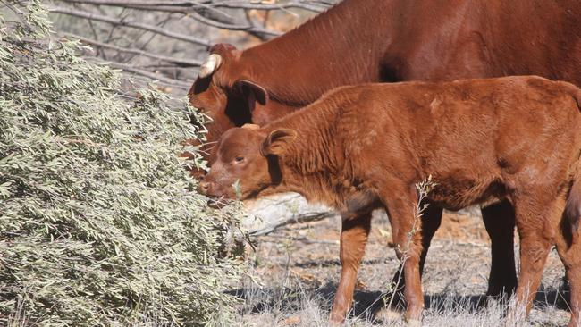 Mulga trees make good fodder for cattle during drought.