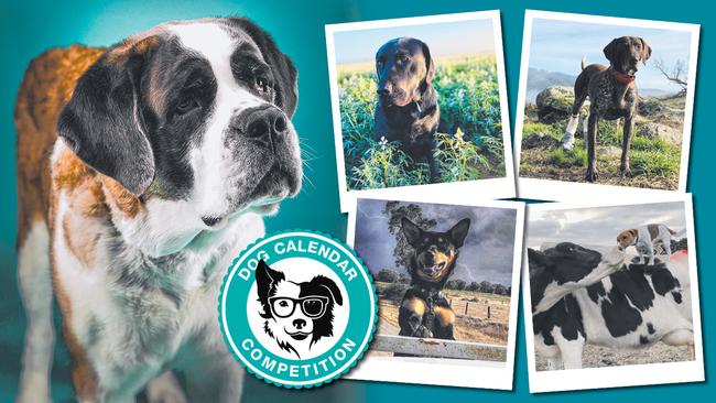 The votes are in on which dog deserves to feature in our 2023 Dog Calendar.