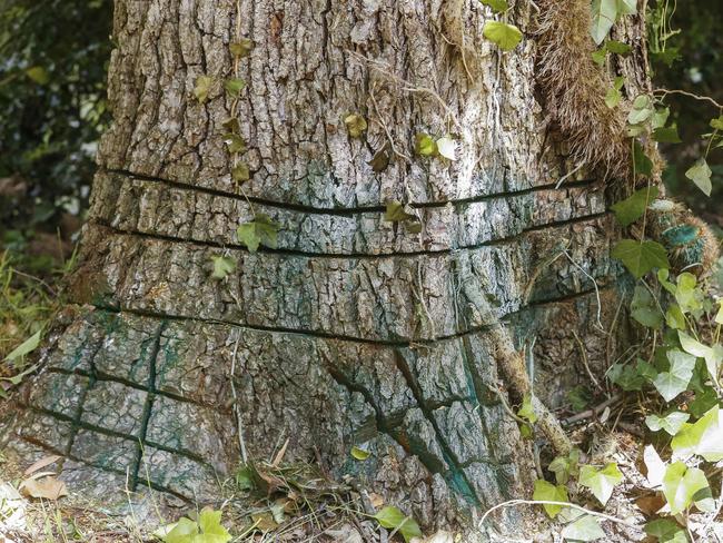 One of the trees poisoned by Melbourne Water. Picture: Valeriu Campan