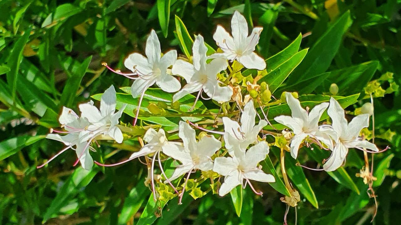 Clerodendrum heterophyllum