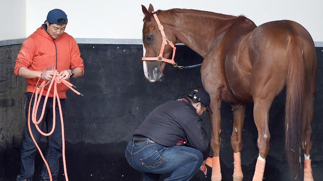 Curren Mirotic has not won a race for three years but his form over 3200m is strong. Picture: Nicole Garmston